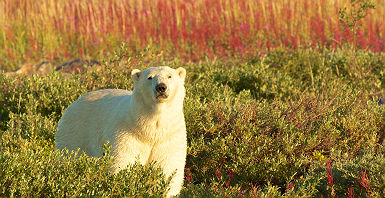 Canada- Portrait d'un ours polaire