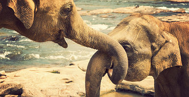 Sri Lanka - Portrait de deux éléphants