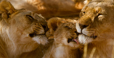 Afrique du Sud - Portrait d'une famille de lions