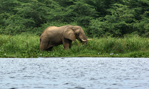 voyage_ouganda_rwanda_elephants_reserves