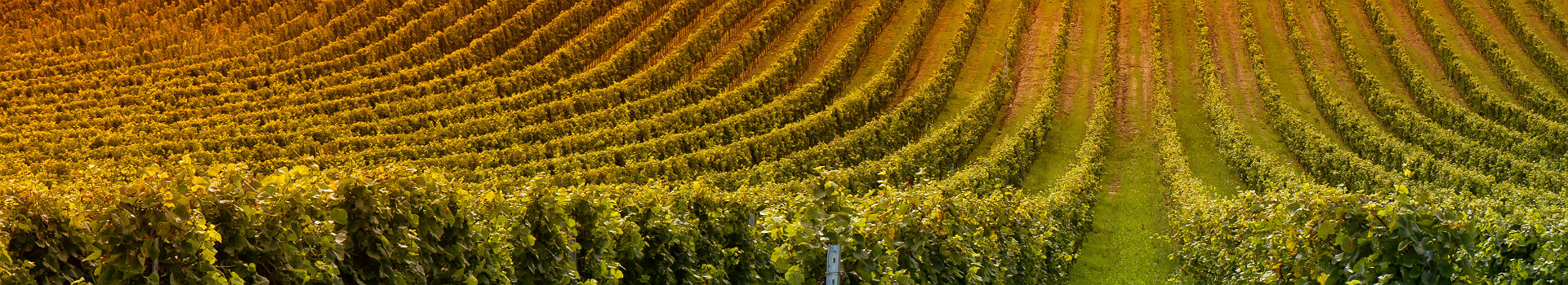Vignoble en Bourgogne - France