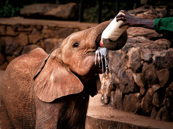 Orphelinat d'éléphants à Nairobi
