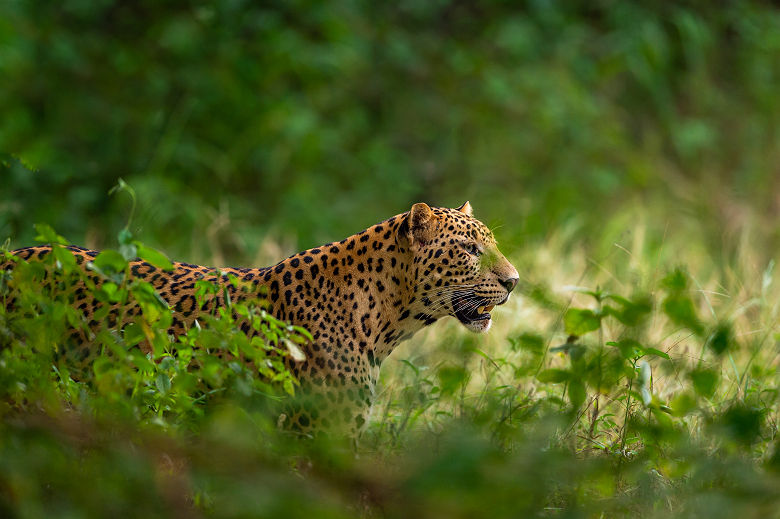 léopard sauvage parc der Sariska