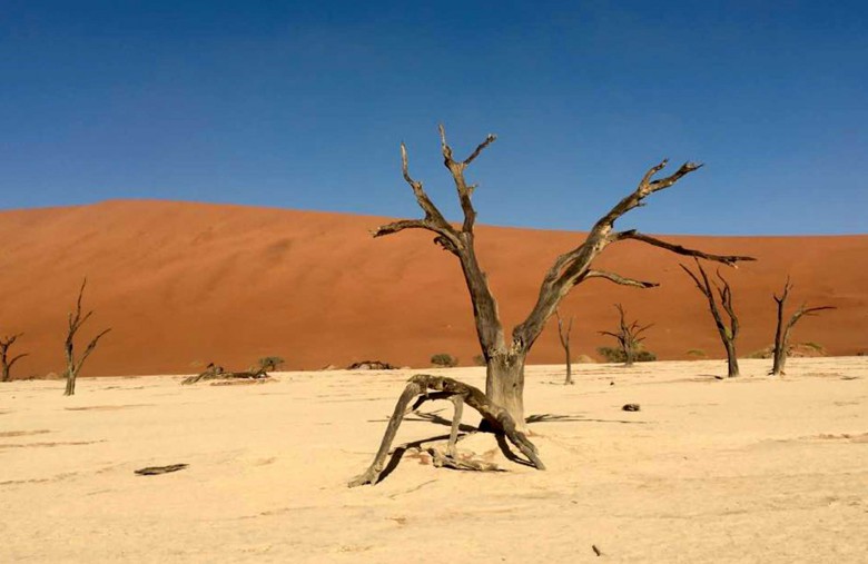 Voyage Namibie - Arbre pétrifié Désert du Namib - Amplitudes
