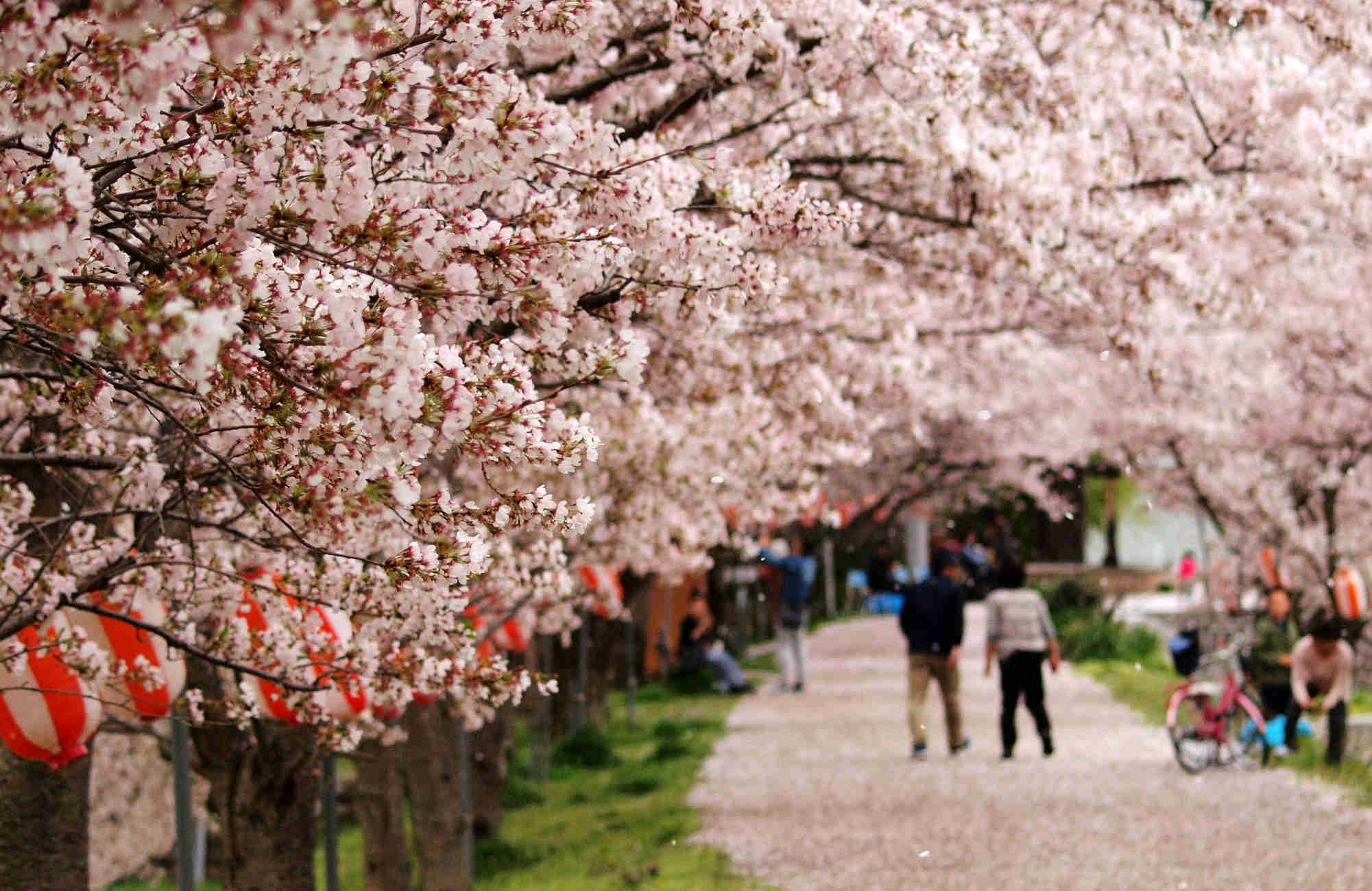 Hanami sous les cerisiers à Tokyo au Japon par Amplitudes