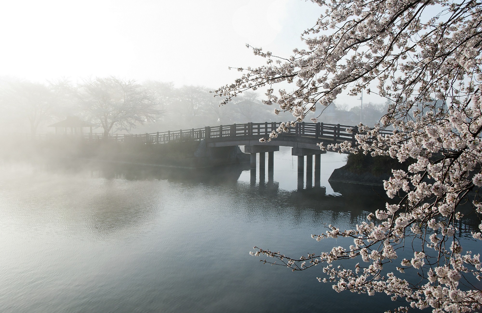 Fleurs de cerisier devant un pont dans le brouillard en croisière au Japon pour Hanami