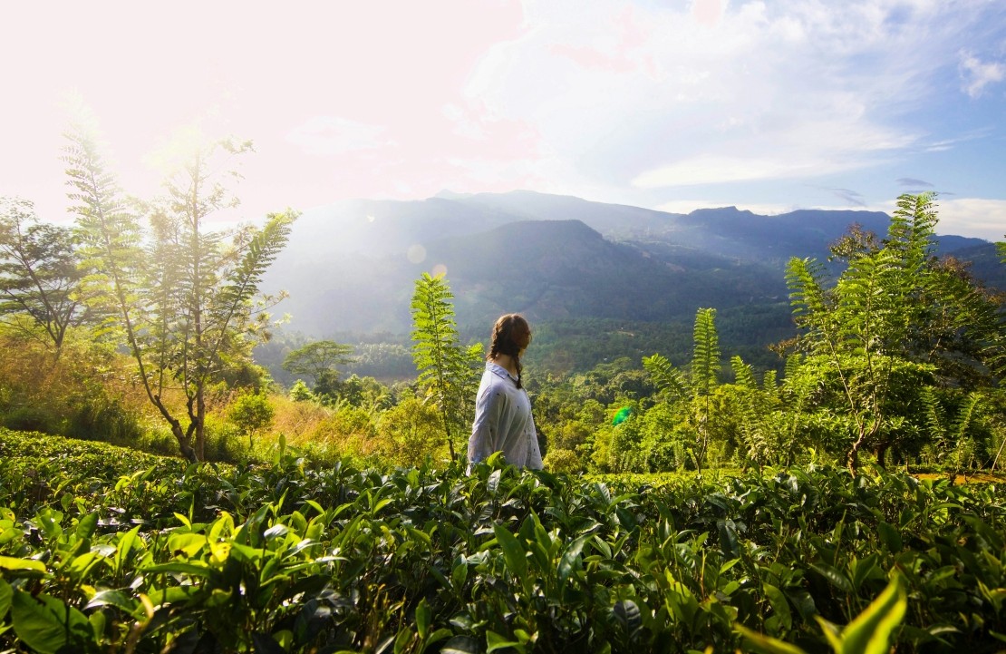Séjour au Sri Lanka - Les plantations de thé - Amplitudes