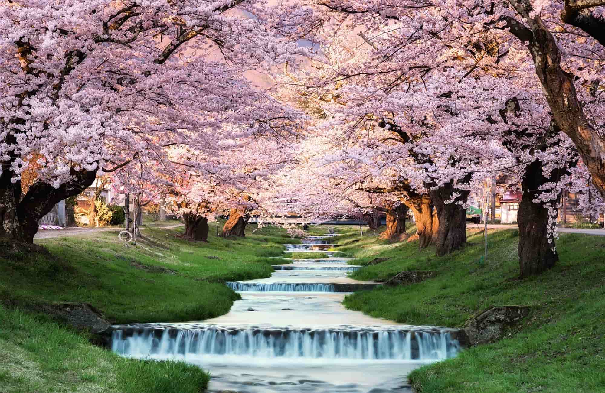 Voyage Japon printemps - Fukushima - Amplitudes