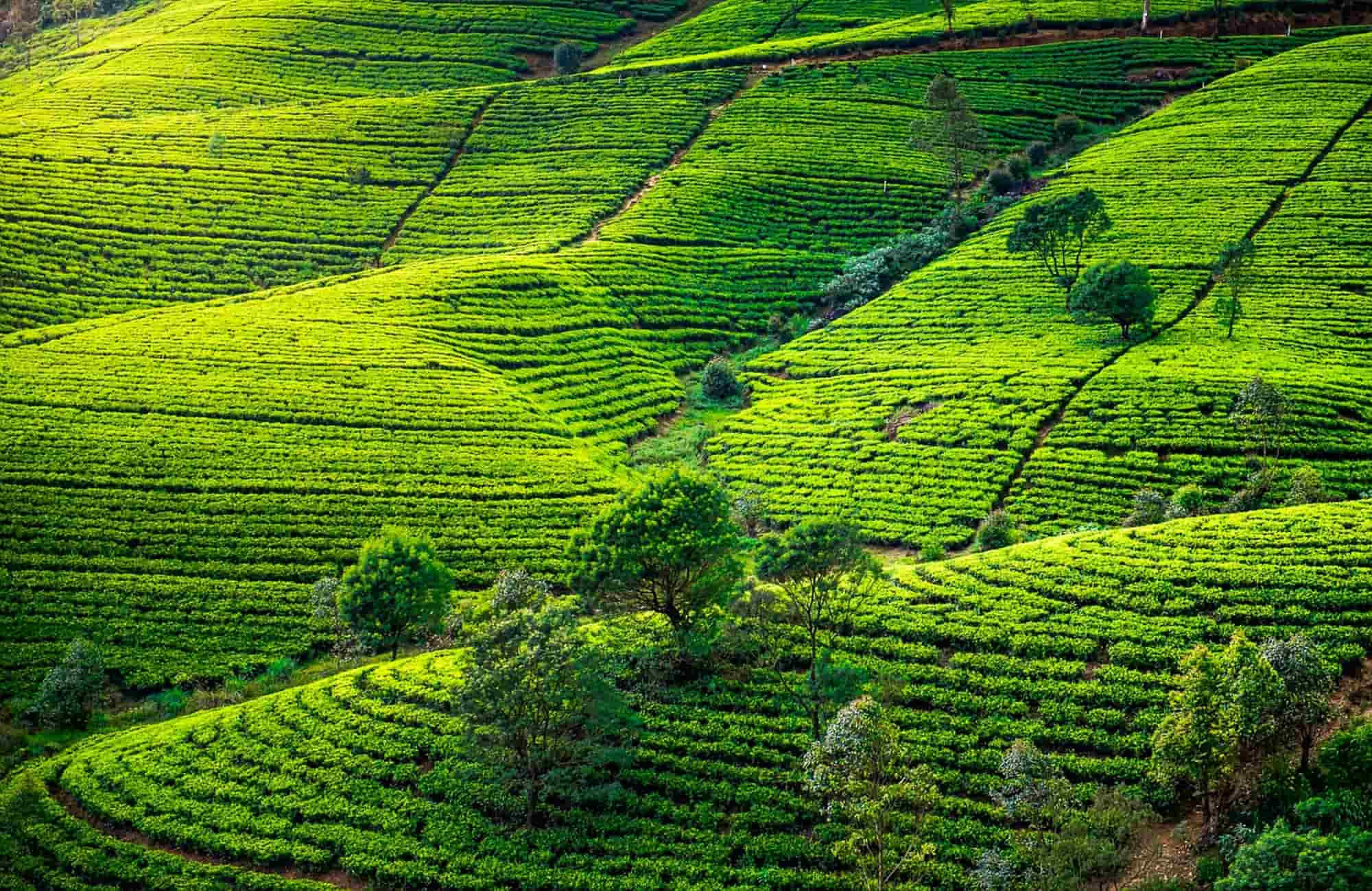 Voyage Sri Lanka printemps - Nuwara Eliya - Amplitudes