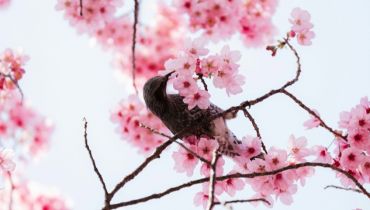 Voyage au printemps sur mesure - Un oiseau dans les cerisiers en fleurs - Amplitudes