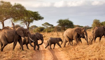 Voyage Tanzanie - Troupeau d'éléphants - Amplitudes