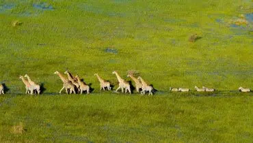 Voyage Delta de l'Okavango - Girafes - Amplitudes