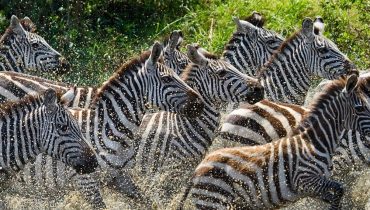 Combiné safari - plage en famille - Course folle des zèbres dans le Serengeti - Amplitudes