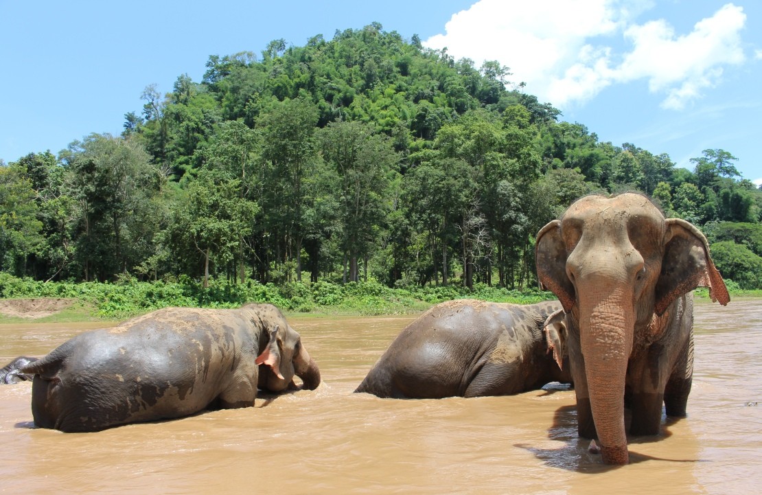 Voyage nature en Thaïlande - The Elephant Nature Park - Amplitudes
