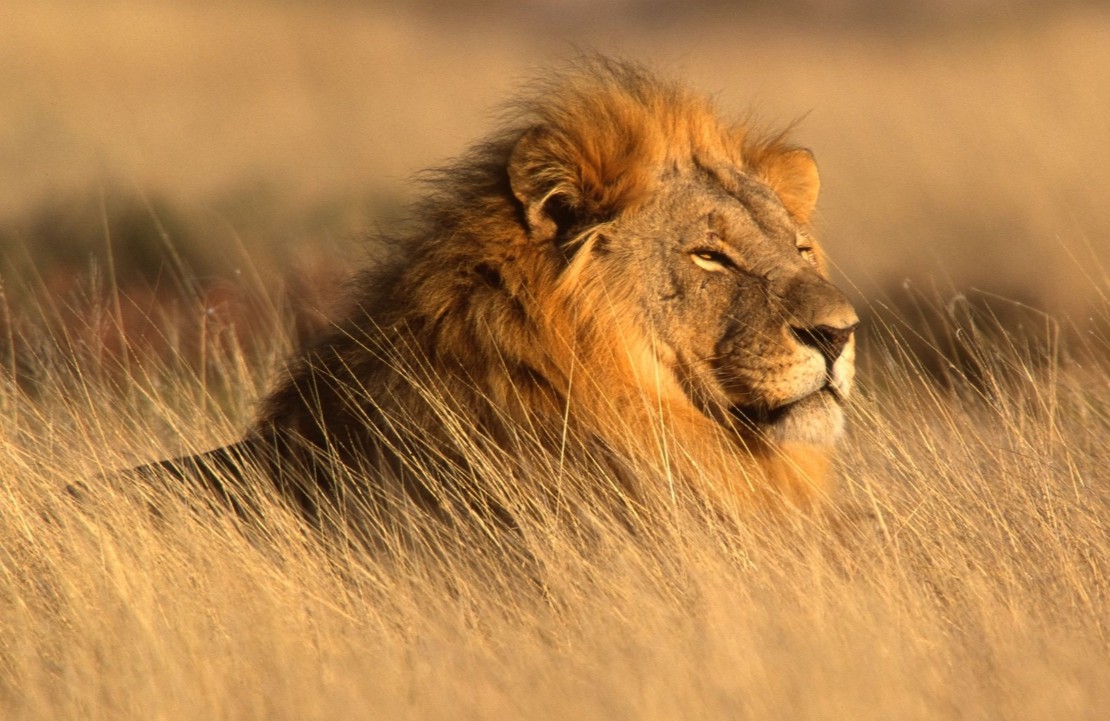 Voyage en famille en Namibie - Un lion émergeant de la savane - Amplitudes
