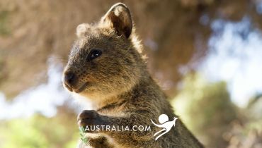 Voyage sur mesure en Australie - Un quokka sur Rottnest Island - Amplitudes