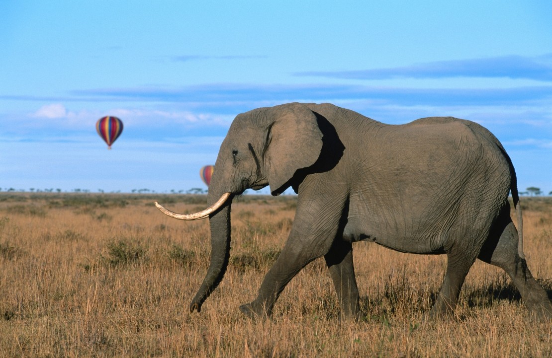 Safari à deux au Kenya - Un éléphant dans la savane - Amplitudes