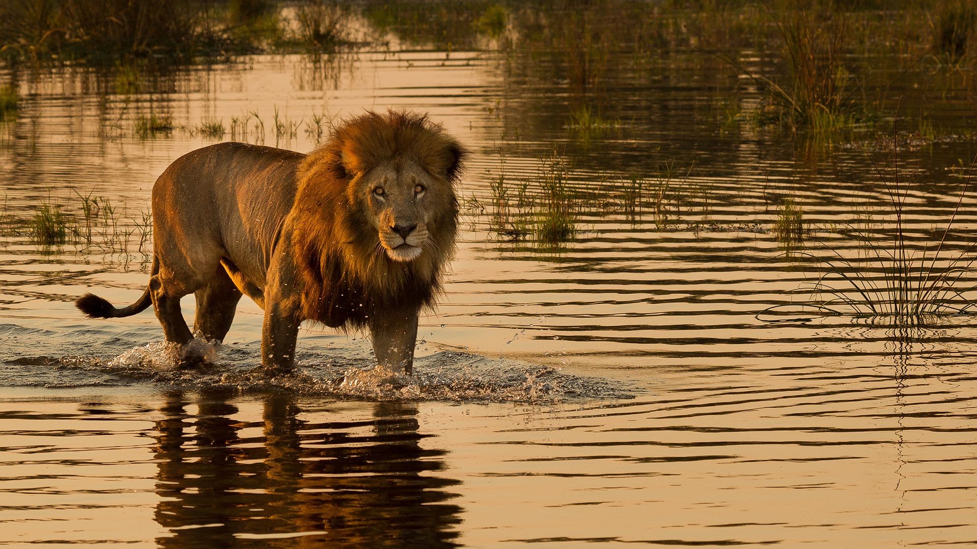 Voyage de noces au Botswana - Un lion au point d'eau - Amplitudes