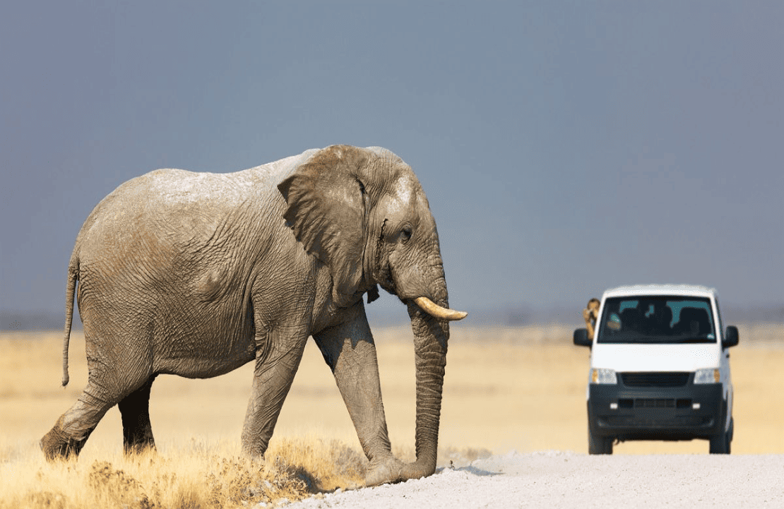 Pays d’Afrique kids-friendly – L’éléphant sublime le Parc national d’Etosha - Amplitudes