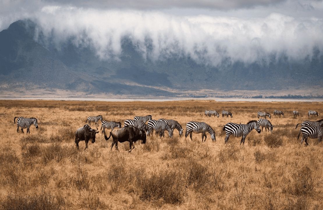 Séjour en famille en Afrique – Les zèbres et les buffles colorent le cratère du Ngorongoro - Amplitudes
