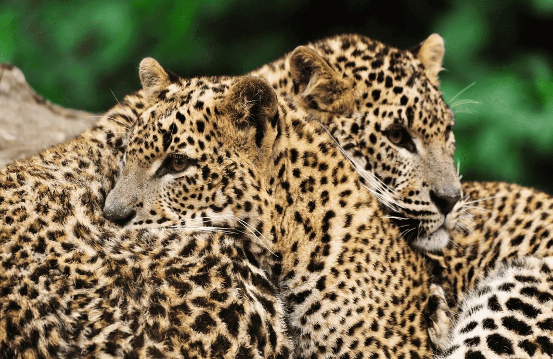 Partir en randonnée au Sri Lanka - Les léopard se font discrets lors de vos randonnées au Sri Lanka - Amplitudes