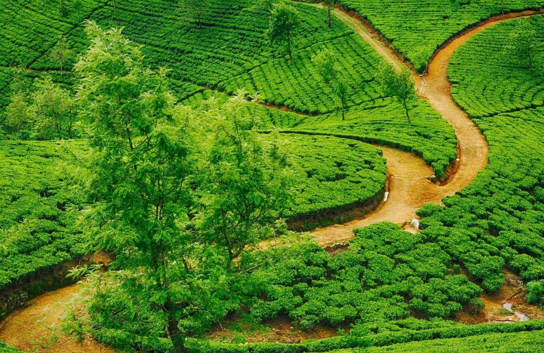La marche sri-lankaise - Nuwara Eliya et ses plantations à l'infini - Amplitudes