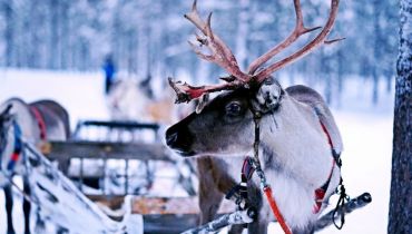 Un Noël féérique sous les aurores boréales – Amplitudes