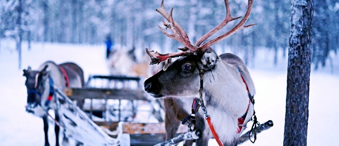 Un Noël féérique sous les aurores boréales – Amplitudes