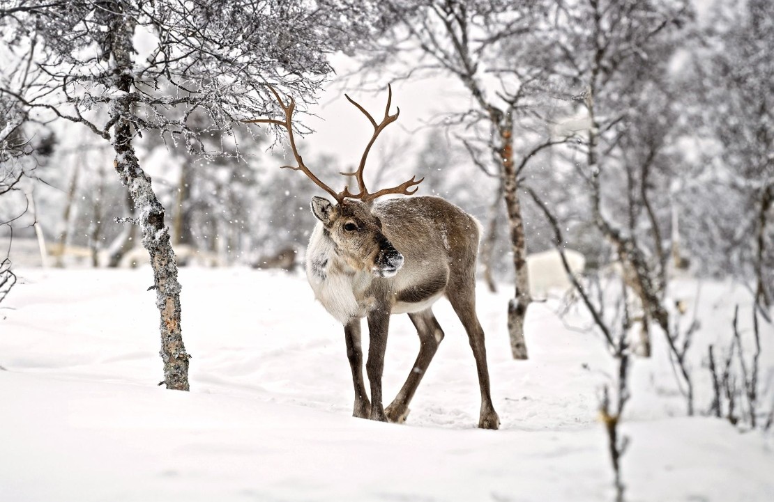 Voyage en solo en Finlande - Un renne lapon - Amplitudes