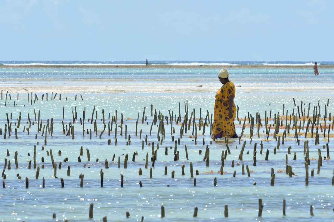 Voyage culturel à Zanzibar - Une seaweed mama - Amplitudes
