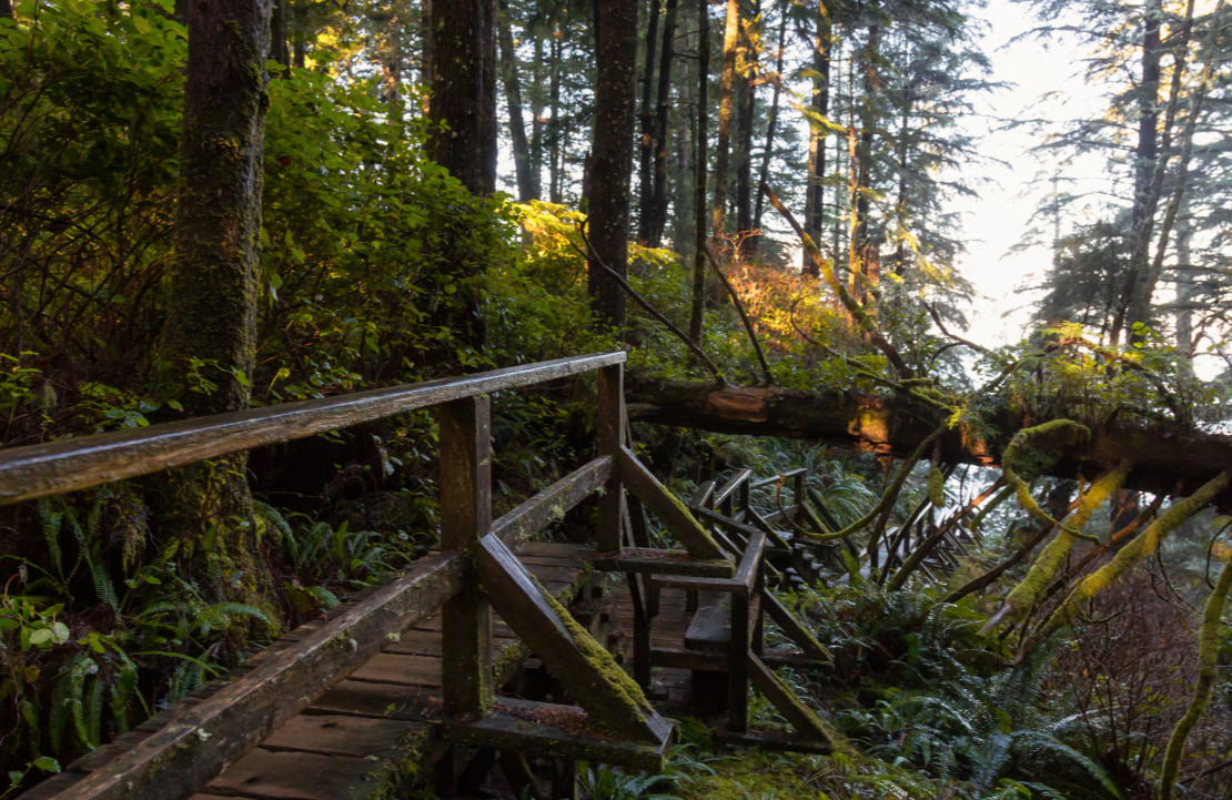 Voyage nature à Vancouver - La forêt de Cathedral Grove - Amplitudes