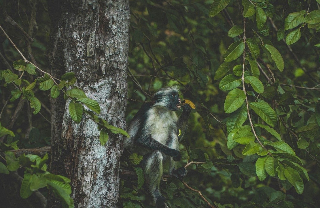 Voyage nature à Zanzibar - Un singe dans la forêt de Jozani - Amplitudes