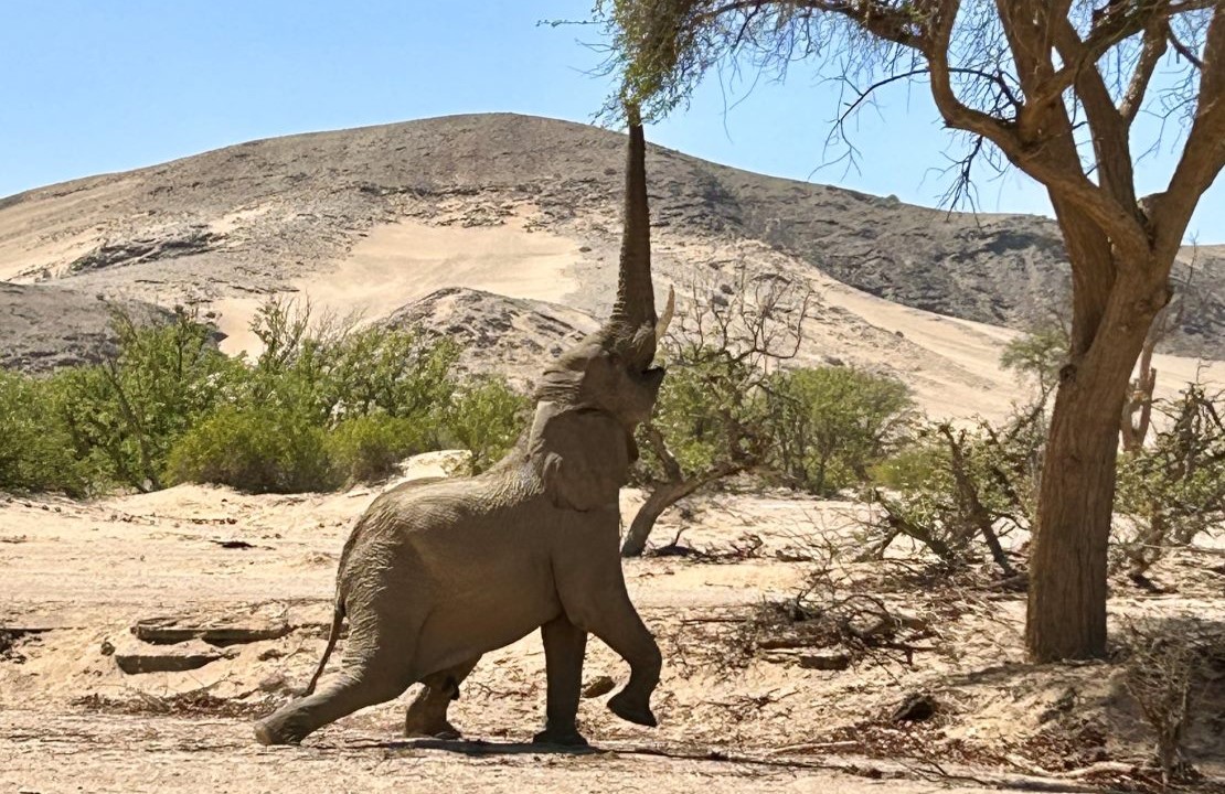 Un séjour en Namibie - Un safari discret avec un éléphant - Amplitudes