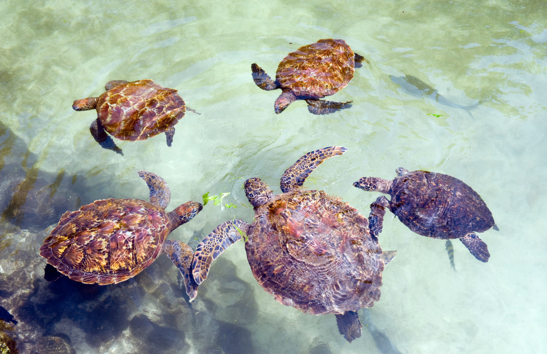 Voyage de luxe en Tanzanie - Plongée à Prison Island - Amplitudes