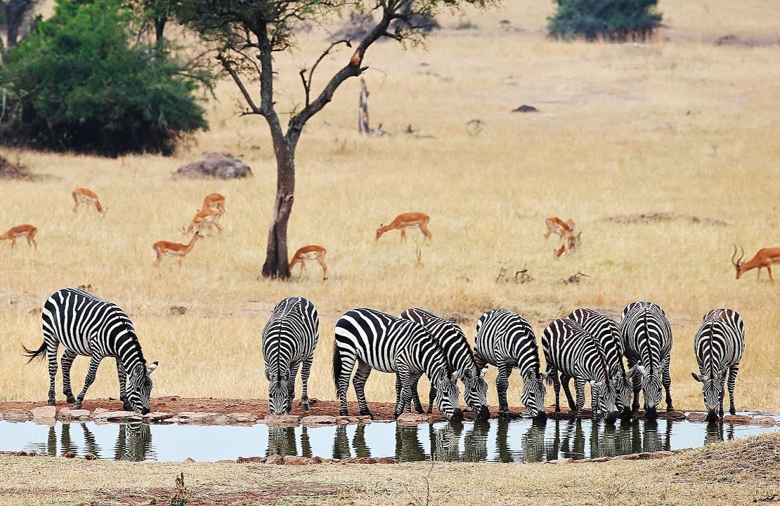 Séjour en Tanzanie - Une assemblée de zèbres qui se désaltère à Grumeti - Amplitudes