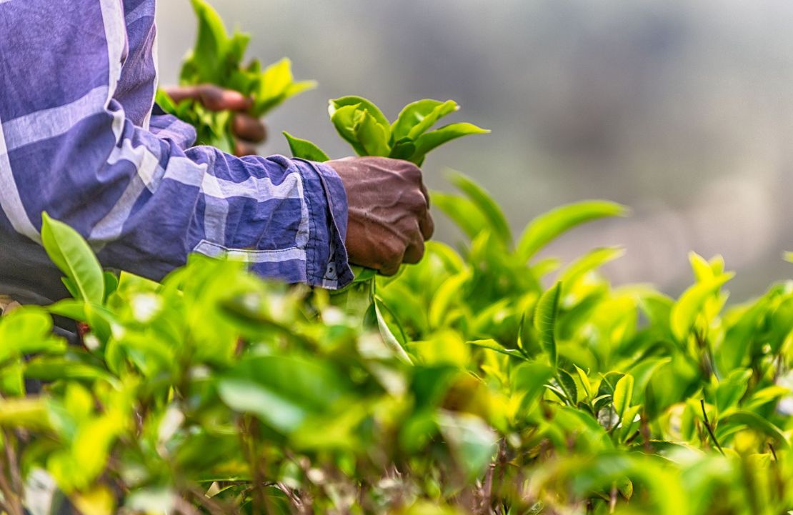 Séjour en famille au Sri Lanka - culture du thé - Amplitudes