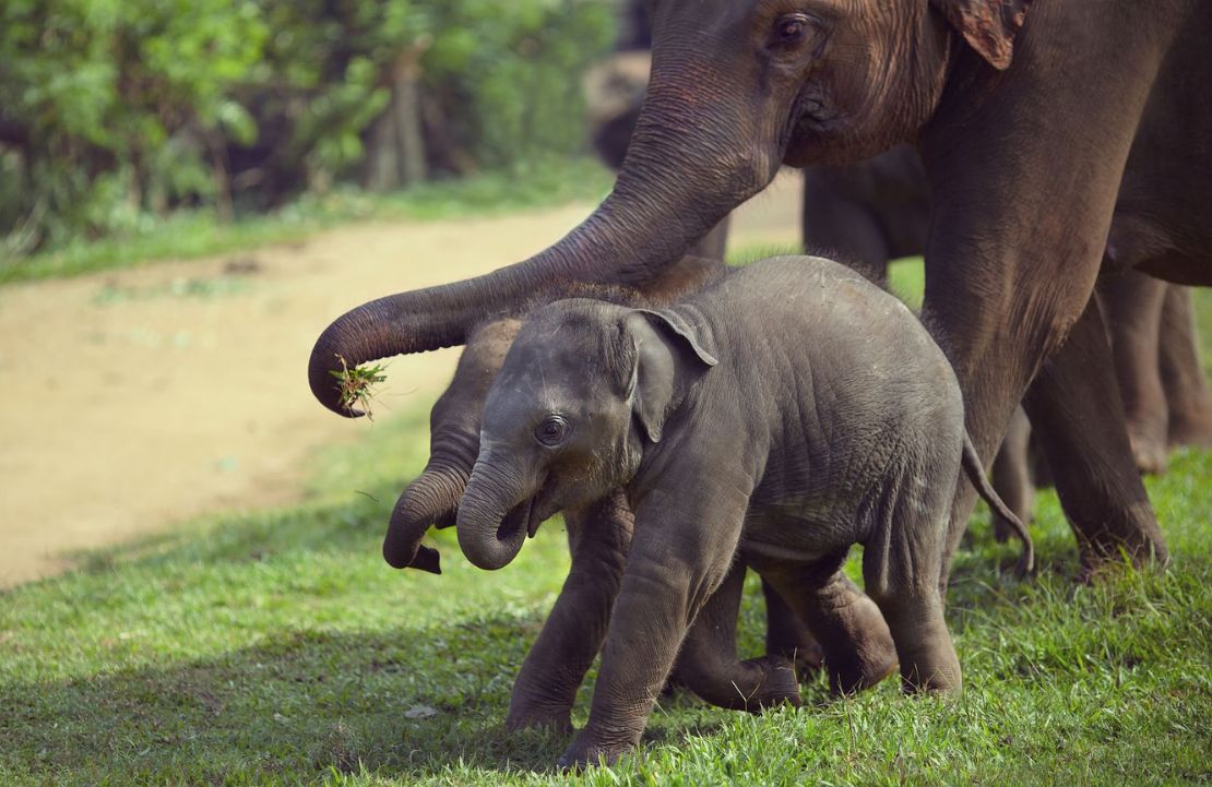 Safari au Sri Lanka - découverte des éléphants d'Asie - Amplitudes