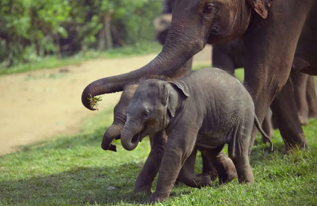 Safari au Sri Lanka - découverte des éléphants d'Asie - Amplitudes