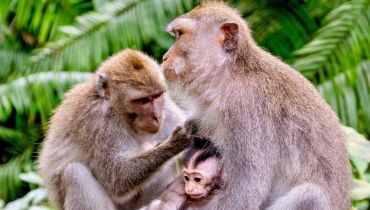 Voyage culturel à Bali - famille de macaques - Amplitudes