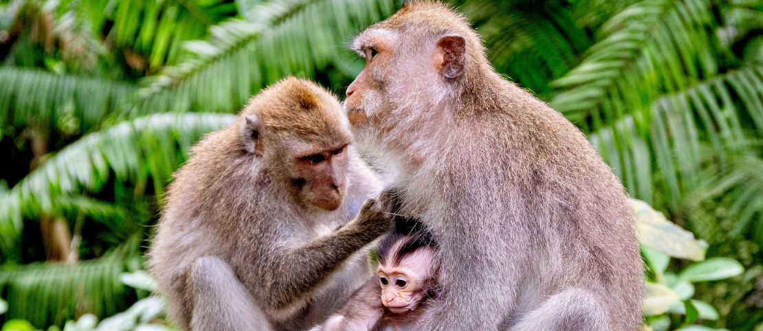 Voyage culturel à Bali - famille de macaques - Amplitudes