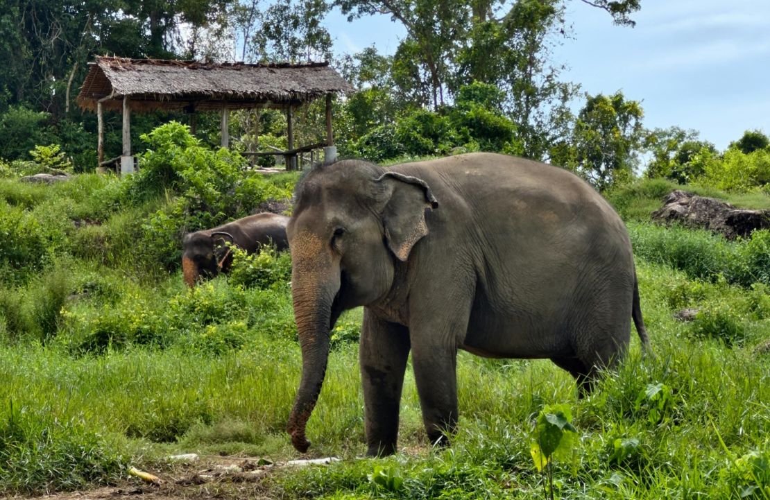 Circuit avec un guide privé en Thaïlande - sanctuaire pour éléphants - Amplitudes