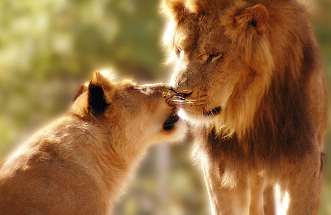 Voyage de noces en Tanzanie - Un couple de lions - Amplitudes