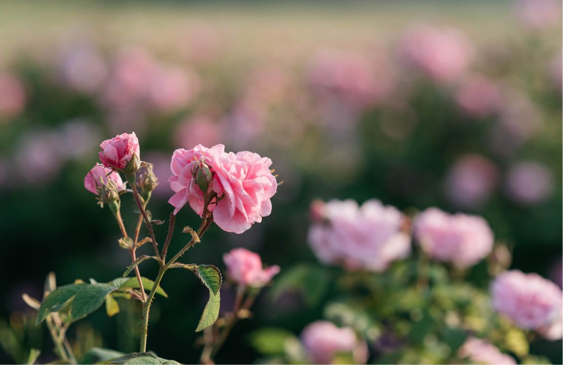 Road Trip au Maroc - rose de Damas - Amplitudes