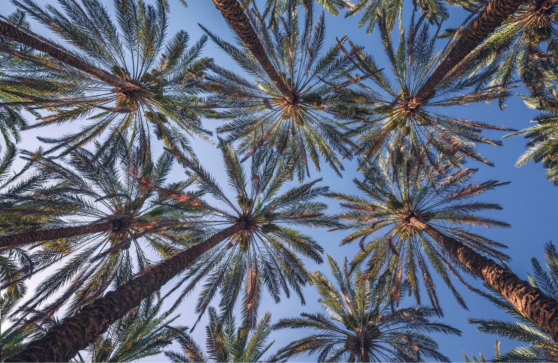 Voyage de luxe au Maroc - palmeraie du riad - Amplitudes
