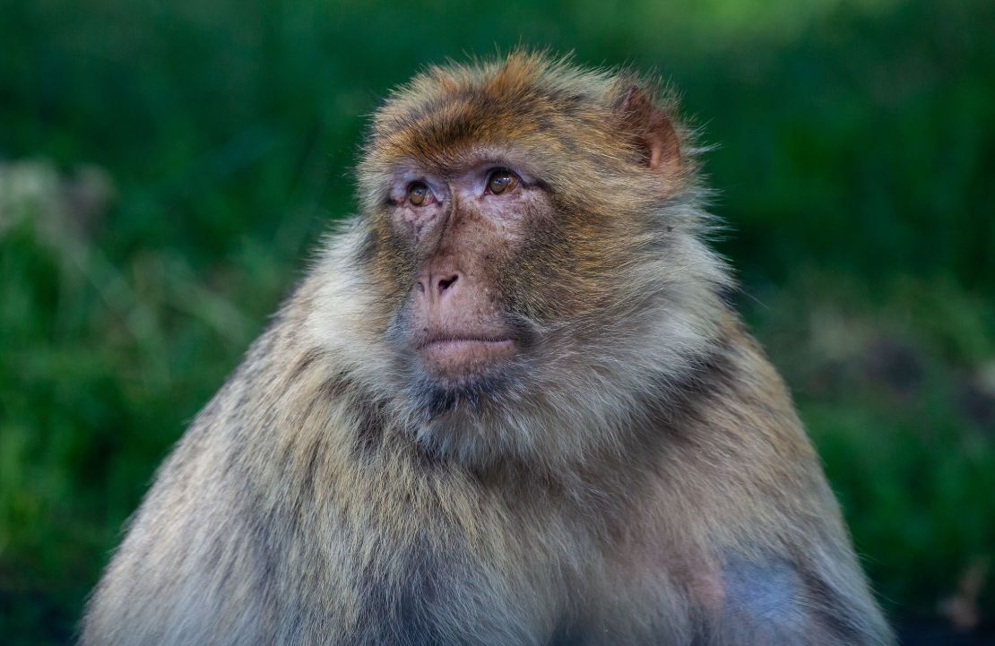 Voyage hors des sentiers battus au Maroc - macaque - Amplitudes