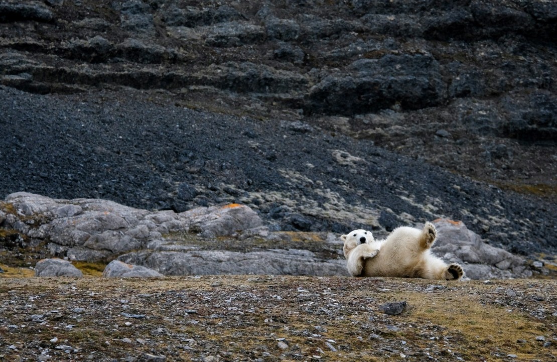 Voyage nature en Norvège - Les ours du Svalbard - Amplitudes