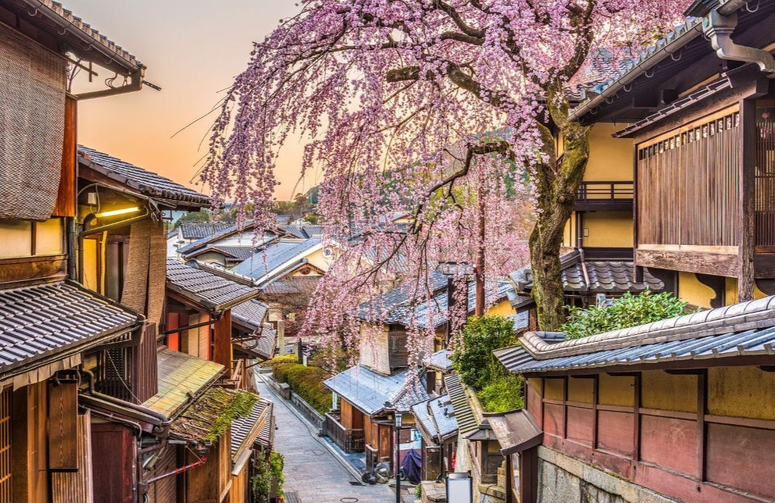 Voyage en amoureux au Japon - Les fleurs de cerisiers japonais embaument le paysage - Amplitudes
