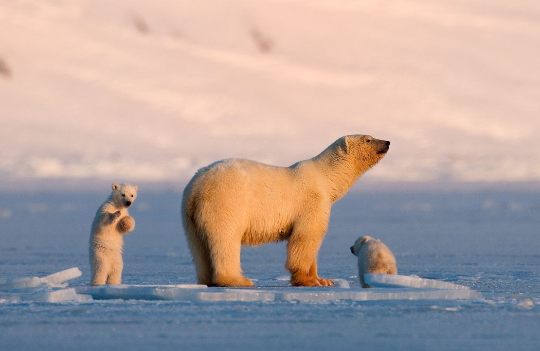 Voyage en Norvège - D'Oslo au Svalbard - Amplitudes