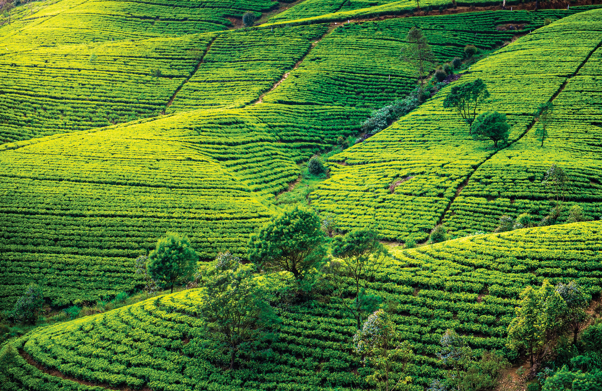 Plantations de thé au Sri-Lanka