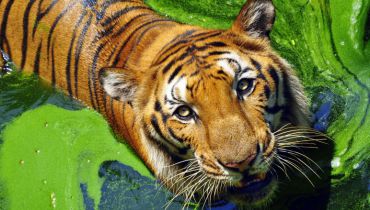 Un tigre du Bengale en Inde